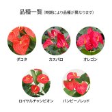 アンスリウム 赤 6号 角プラ 高さ約60cm 観葉植物