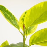 観葉植物 造花 フィカス アルテシマ BROWN 全高約175cm 大型 斑入り フェイクグリーン 高級 本物そっくり リアル おしゃれ インテリア 人工観葉植物 アーティフィシャルグリーン オフィス 店舗 ホテル 開店祝い 室内 リビング 玄関 風水 ゴムの木 アルテシーマ