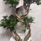 ガジュマル 観葉植物 八の字 8号鉢苗 大型 盆栽 末広がりの8の字 室内 珍しい 希少種 多幸の木 幸福をもたらす精霊が住むガジュマルの木 おしゃれなインテリア 結婚祝い 新築祝い 開店祝い 開業祝い 誕生日 母の日 父の日 記念日 プレゼントギフト 肥料別売り 敬老の日