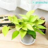 観葉植物 ポトス 3種セット ゴールデン ライム マーブルクイーン 4号鉢 受け皿付き 育て方説明書付き エピプレムヌム