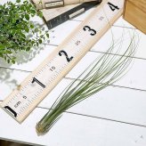 PLANCHU エアプランツ ティランジア ディスティカ 1株 W5×H35cm前後 育て方説明書付き Tillandsia disticha エアープランツ チランジア