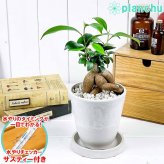 PLANCHU 観葉植物 ガジュマル 4号樹脂鉢 ホワイト サスティー付き 受け皿付き 育て方説明書付き Ficus microcarpa フィカス ミクロカルパ 精霊の宿る木