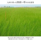 夏ラグ 夏用カーペット ラグ い草 国産 純国産 日本製 モダン 抗菌防臭 自然素材 パッチワーク 約191×250cm