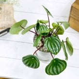 PLANCHU 観葉植物 ペペロミア アルギレイア 4号鉢 受け皿付き 育て方説明書付き Peperomia argyreia スイカペペ