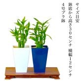 ミリオンバンブー ドラセナ 寄せ植え 幸福の木 職人仕立て 育てやすい観葉植物 空気清浄効果 おしゃれ 本物 室内 カフェ風 初心者向 育てやすい お祝い プレゼント インテリア グリーン ギフト 御祝 新築祝 開店祝 送料無料
