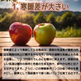 新物！青森県産　りんご　王林（おうりん）訳あり　ご家庭用　小玉　50-70玉　10kg　送料無料！