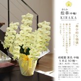 希少 胡蝶蘭 お祝い 黄色 純国産 花持ち長い 中輪5本立ち 50輪～ 35,900円【煌華(きらか)】希少 画像配信あり 胡蝶蘭ギフト 胡蝶蘭お祝い 産地直送 お祝い 贈り物 母の日 縁起物 商売繁盛 開店祝 開業祝 移転祝 当選祝 当日発送 日本橋 銀座 王立園芸協会登録商品