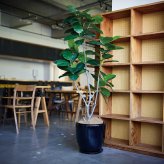 観葉植物 造花 フィカス ベンガレンシス BROWN 全高約170cm 大型 フェイクグリーン 高級 本物そっくり リアル おしゃれ インテリア 人工観葉植物 アーティフィシャルグリーン オフィス 店舗 ホテル 開店祝い 室内 リビング 玄関 風水 ゴムの木 ベンガルゴム