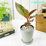 PLANCHU 観葉植物 アグラオネマ レッドゴールド 4号鉢 受け皿付き 育て方説明書付き Aglaonema ‘Red Gold’ 幸せを招くタイの宝石 アロイド