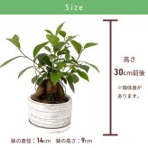 ガジュマル 5号 利休浅陶器 高さ約30cm 観葉植物