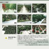 ルンルンシート 白ピカ 防草シート 白色 100m 反射シート 雑草対策 太陽光反射 光合成促進 地表温度抑制 透水性 幅50/75/100/150/200/300/400cm 7サイズ展開 農業マルチング ビニールハウス 家庭菜園 畑 法面 太陽光発電 ポリプロピレン 耐用3-5年 業務用 特許取得