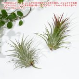 PLANCHU エアプランツ ティランジア イオナンタ フエゴ Mサイズ 1株 W5×H6cm前後 育て方説明書付き Tillandsia ionantha ‘Fuego’ エアープランツ チランジア