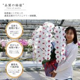 純国産 胡蝶蘭 花持ち長い 大輪3本立ち 45輪～ 【雪紅（せっこう）白赤】 産地直送 お祝い プレゼント 花 ギフト 贈り物 母の日 お供え お誕生日 開店祝い 開業祝い 移転祝い 就任祝い 昇進祝い 当選祝い 当日発送 王立園芸協会登録商品