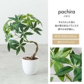 【高さ27cm】光触媒人工観葉植物 モンステラ 幅35cm×奥行45cm×高さ27cm コンパクト 天然木 お部屋に気軽に飾れて空間を美しく彩るフェイクグリーン 本物の植物のようなリアルな質感とインテリアに馴染む風合いが魅力です
