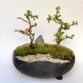 年に数回可憐な花が楽しめます【紅白長寿梅（コウハクチョウジュバイ）の寄せ植え盆栽（炭化焼締鉢）】