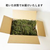 ハイゴケシート 31×23ｃｍ 箱入り ボックス 大きめ 苔玉作り こけだま 手直し