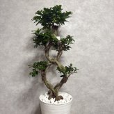 ガジュマル 観葉植物 八の字 8号鉢苗 大型 盆栽 末広がりの8の字 室内 珍しい 希少種 多幸の木 幸福をもたらす精霊が住むガジュマルの木 おしゃれなインテリア 結婚祝い 新築祝い 開店祝い 開業祝い 誕生日 母の日 父の日 記念日 プレゼントギフト 肥料別売り 敬老の日