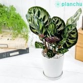 PLANCHU 観葉植物 カラテア マコヤナ 4号鉢 受け皿付き 育て方説明書付き Calathea makoyana 五色矢羽根芭蕉 ゴシキヤバネバショウ