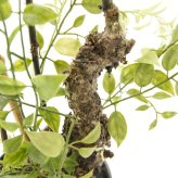 観葉植物 造花 ライベリー BROWN 全高約125cm 大型 フェイクグリーン 本物そっくり おしゃれ インテリア 人工観葉植物 アーティフィシャルグリーン オフィス 店舗 ホテル 開店祝い 室内 インテリアグリーン 枝もの フェイク