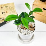 PLANCHU 観葉植物 ガジュマル 4号樹脂鉢 ホワイト サスティー付き 受け皿付き 育て方説明書付き Ficus microcarpa フィカス ミクロカルパ 精霊の宿る木