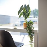 観葉植物 造花 アロカシア BROWN 全高約61cm 卓上・小型 フェイクグリーン 本物そっくり おしゃれ インテリア 人工観葉植物 アーティフィシャルグリーン オフィス 店舗 ホテル 開店祝い 室内 ミニ クワズイモ フェイク