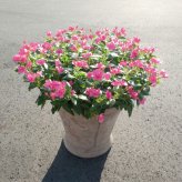 サニープリンセス 苗 ピンク 1株 3.5号ポット サントリーフラワーズ ｜トレニア｜小花が咲き続ける夏の花苗｜鉢植え・プランター・花壇におすすめ｜初心者向け｜肥料付き ガーデニング ハンギング
