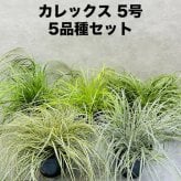 カレックス 5品種セット 寄せ植え用 15cmポット苗 株 下草 常緑 多年草 グランドカバー カラーリーフ 庭 花壇 鉢植え 高耐寒性