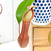PLANCHU 食虫植物 ネペンテス アラタ アカネ 4号吊り鉢 育て方説明書付き Nepenthes alata cv. 狂氣令嬢 茜 アラータ ウツボカズラ