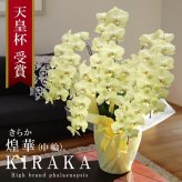 希少 胡蝶蘭 お祝い 黄色 純国産 花持ち長い 中輪5本立ち 50輪～ 35,900円【煌華(きらか)】希少 画像配信あり 胡蝶蘭ギフト 胡蝶蘭お祝い 産地直送 お祝い 贈り物 母の日 縁起物 商売繁盛 開店祝 開業祝 移転祝 当選祝 当日発送 日本橋 銀座 王立園芸協会登録商品