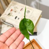 PLANCHU 観葉植物 アロカシア スティングレイ 3号丸鉢 受け皿付き 育て方説明書付き Alocasia macrorrhizos ‘Stingray’ アロイド