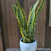 サンスベリア 小型 観葉植物 プレゼント お祝いリビング オフィス 事務所 インテリア おしゃれ 初心者 育てやすい ガーデニング 御祝 お祝い 新築祝い 引越し祝い プレゼント 人気 幸運の木 風水 インテリア オシャレ 開店祝い 結婚式 新築祝い 就職祝い 開業祝い 記念日 引越し祝い 移転祝い おしゃれ 花 ギフト