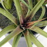 観葉植物 造花 チランジア ミックス BROWN 全高約81cm 中型 フェイクグリーン 本物そっくり おしゃれ インテリア 人工観葉植物 アーティフィシャルグリーン オフィス 店舗 ホテル 開店祝い 室内 エアプランツ フェイク