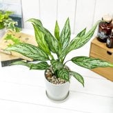 PLANCHU 観葉植物 アグラオネマ シルバークイーン 4号鉢 受け皿付き 育て方説明書付き Aglaonema ‘Silver Queen’ 幸せを招くタイの宝石 アロイド