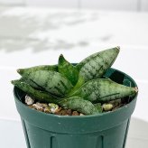 PLANCHU 多肉植物 サンセベリア ボンセレンシス スーパードワーフ 3号丸鉢 受け皿付き 育て方説明書付き Sansevieria ‘Boncellensis Super Dwarf’ サンスベリア