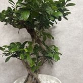 ガジュマル 観葉植物 八の字 8号鉢苗 大型 盆栽 末広がりの8の字 室内 珍しい 希少種 多幸の木 幸福をもたらす精霊が住むガジュマルの木 おしゃれなインテリア 結婚祝い 新築祝い 開店祝い 開業祝い 誕生日 母の日 父の日 記念日 プレゼントギフト 肥料別売り 敬老の日
