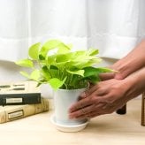 観葉植物 ポトス 3種セット ゴールデン ライム マーブルクイーン 4号鉢 受け皿付き 育て方説明書付き エピプレムヌム