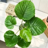 PLANCHU 観葉植物 フィカス ウンベラータ 4号鉢 受け皿付き 育て方説明書付き Ficus umbellata ゴムノキ