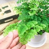 PLANCHU 観葉植物 アジアンタム フリッツルーシー 4号鉢 受け皿付き 育て方説明書付き Adiantum raddianum ‘Fritz Luthi’ シダ植物