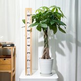 PLANCHU 観葉植物 パキラ 編み 7号鉢 受け皿付き 育て方説明書付き Pachira glabra 発財樹 ねじり