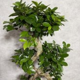 ガジュマル 観葉植物 八の字 8号鉢苗 大型 盆栽 末広がりの8の字 室内 珍しい 希少種 多幸の木 幸福をもたらす精霊が住むガジュマルの木 おしゃれなインテリア 結婚祝い 新築祝い 開店祝い 開業祝い 誕生日 母の日 父の日 記念日 プレゼントギフト 肥料別売り 敬老の日