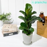 PLANCHU 観葉植物 フィカス リラータ 4号鉢 受け皿付き 育て方説明書付き Ficus lyrata カシワバゴムノキ