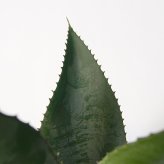 観葉植物 造花 アガベ アテナータ BROWN 全高約50cm 卓上・小型 フェイクグリーン 本物そっくり おしゃれ インテリア 人工観葉植物 アーティフィシャルグリーン オフィス 店舗 ホテル 開店祝い 室内 ミニ 多肉植物 フェイク