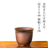 金木犀 銀木犀 樹齢5年 黒吹きエビネ鉢植え 送料無料 育て方ガイド付 日時指定可 大人気ギフト 癒し 植物 花が咲く 出産祝い 風水開運 盆栽 室内 初心者 引越し祝い 癒し 植物 父親 誕生日 プレゼント