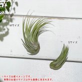 PLANCHU メール便発送 エアプランツ ティランジア コルビー Sサイズ 1株 W3×H5cm前後 育て方説明書付き Tillandsia scaposa スカポーサ エアープランツ チランジア