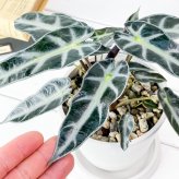 PLANCHU 観葉植物 アロカシア バンビーノ アロー 4号樹脂鉢 ホワイト サスティー付き 受け皿付き 育て方説明書付き Alocasia ‘Bambino Arrow’ アロイド