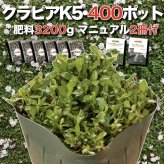 【肥料プレゼント中】 クラピア K5 薄桃品種  9cmポット苗  400株 有機入り一発果菜肥料3200gと植栽マニュアル付き イワダレソウ改良種 グランドカバー 植物 プランツ 薄ピンクの花 庭 屋上緑化 K7と同程度の耐寒性 多年草 地被植物 ほふく性 下草 背が低い 宿根草