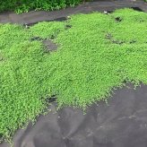 すくすくシート35平米とJピン350本セット １m×35m 完全植栽マニュアル付き クラピア 芝桜 マルチング
