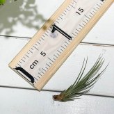 PLANCHU エアプランツ ティランジア ジュンシフォリア Sサイズ 1株 W4×H10cm前後 育て方説明書付き Tillandsia juncea ‘Juncifolia’ エアープランツ チランジア