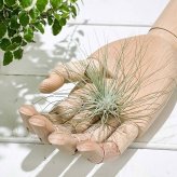 PLANCHU エアプランツ ティランジア フックシー グラシリス Mサイズ 1株 W10×H6cm前後 育て方説明書付き Tillandsia fuchsii forma gracilis グラキリス エアープランツ チランジア