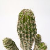 観葉植物 造花 柱サボテン BROWN 全高約71cm 卓上・小型 フェイクグリーン 本物そっくり おしゃれ インテリア 人工観葉植物 アーティフィシャルグリーン オフィス 店舗 ホテル 開店祝い 室内 ミニ サボテン カクタス フェイク
